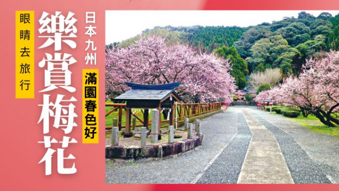 春回大地，日本九州多處梅花盛開，景致美不勝收。