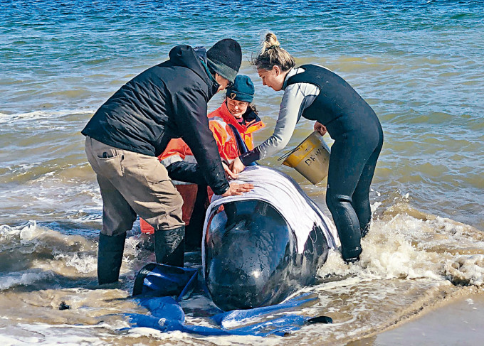 拯救人员设法救助领航鲸。