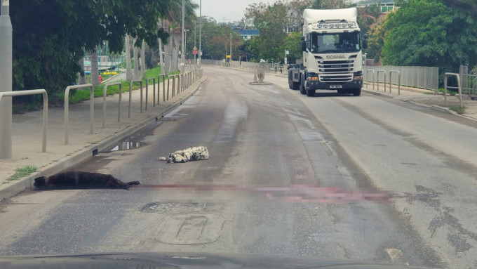 屯门两狗只倒卧路中心 重创遗血路一死一伤。FB群组「龙鼓滩之友-交流群组」