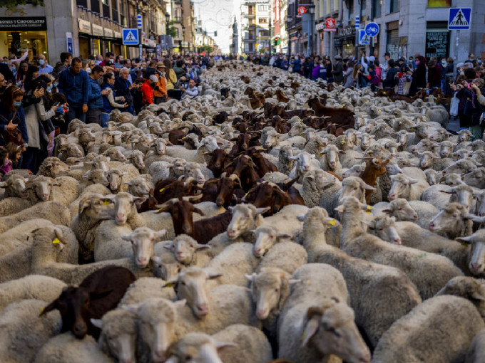 西班牙馬德里街頭「羊山羊海」。 （美聯社）