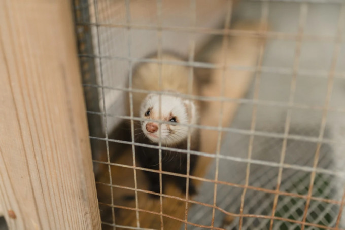 防動物新冠病毒傳人，荷蘭開始在出現疫情的養殖場撲殺水貂。(unsplash圖片)