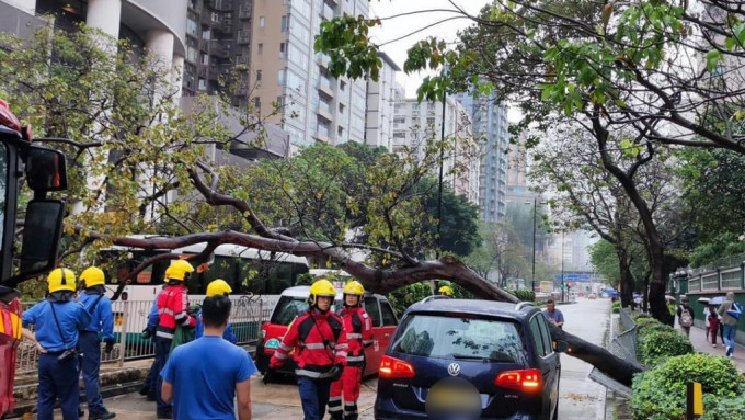 大樹塌下壓三車。網上圖片