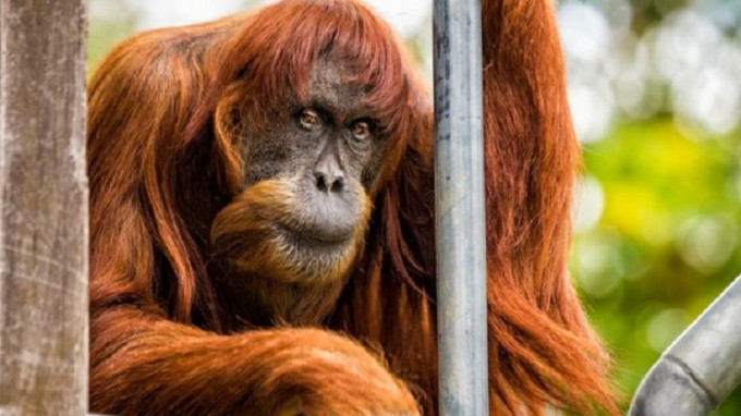 澳洲珀斯動物園全球最老紅毛猩猩離世。網上圖片