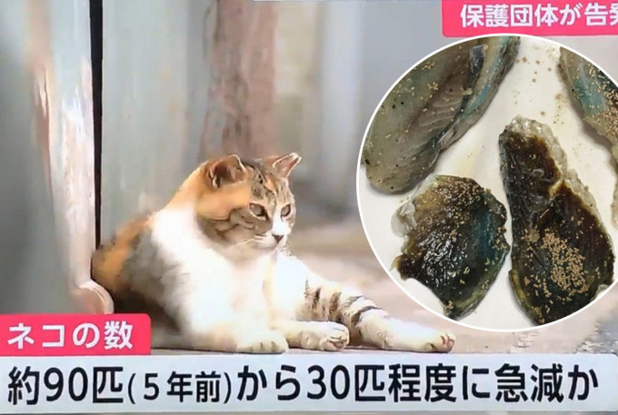日本九州貓島60隻貓離奇集體死亡。 網圖