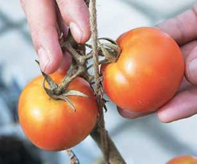 进口蕃茄样本验出农药超标。资料图片