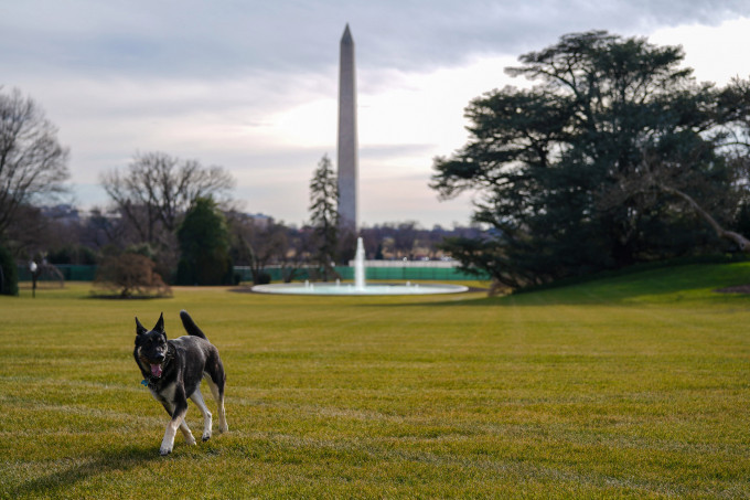 拜登两只宠物狗已入住白宫。第一夫人Twitter图片
