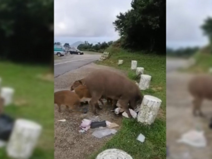 野猪咬穿垃圾袋开餐引卫生问题。影片截图