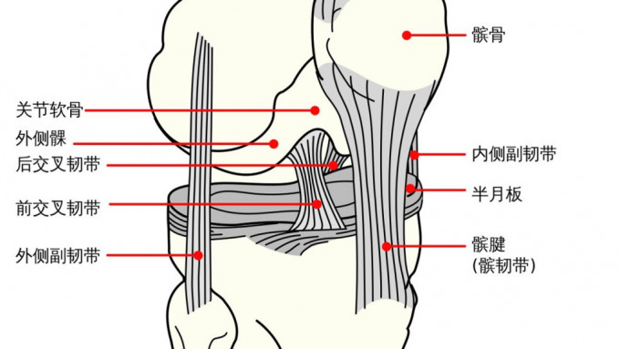 髕股關節基本上由髕骨（也稱為菠蘿蓋），與股骨（大腿骨）前的滑車溝槽接起來組成。