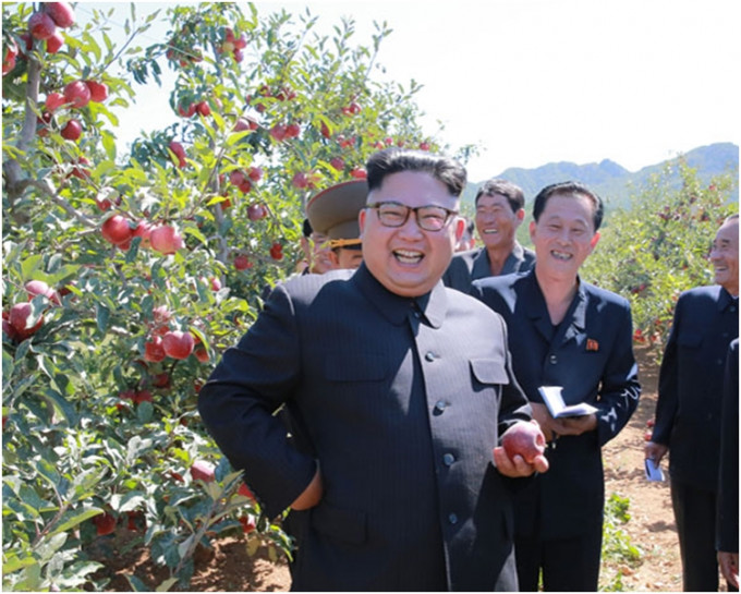 拿著红苹果的金正恩，在苹果树下展出非常满意的灿烂笑容。朝中社