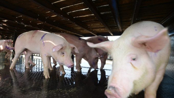 流浮山一豬場豬隻驗出非洲豬瘟病毒，漁護署將撲殺場內逾1900隻豬。示意圖，與事件無關