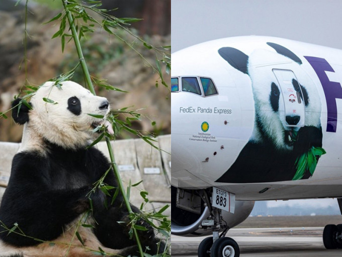 在美国出生的大熊猫贝贝，搭乘联邦快递专机安全回国。(网图)