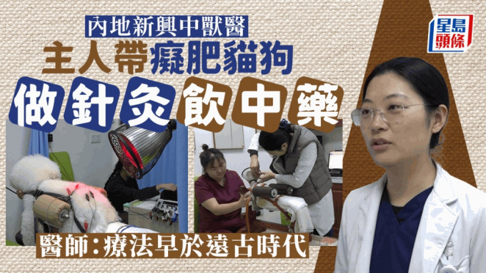 北京主人帶癡肥貓狗做針灸飲藥湯 中獸醫成治療新選擇