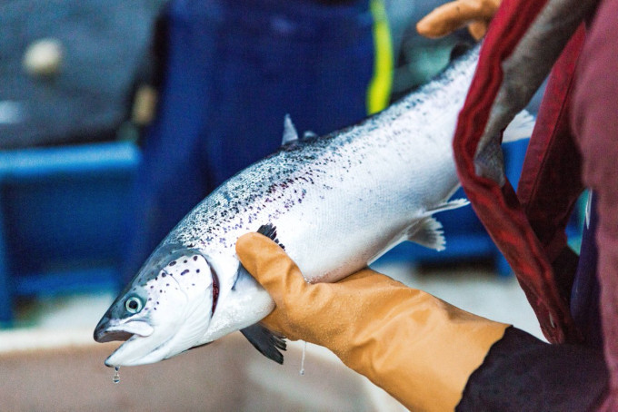 Grieg Seafood每年向全球供應超過2.5萬噸三文魚。資料圖片