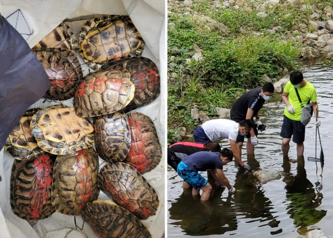 香港弃龟关注组日前到大埔碗窰路溪涧拯救被放生龟只。香港弃龟关注组facebook图片