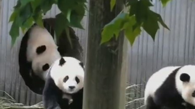 泸定地震期间，四川大熊猫保护研究中心的大熊猫一度受惊逃离房舍。网上影片截图