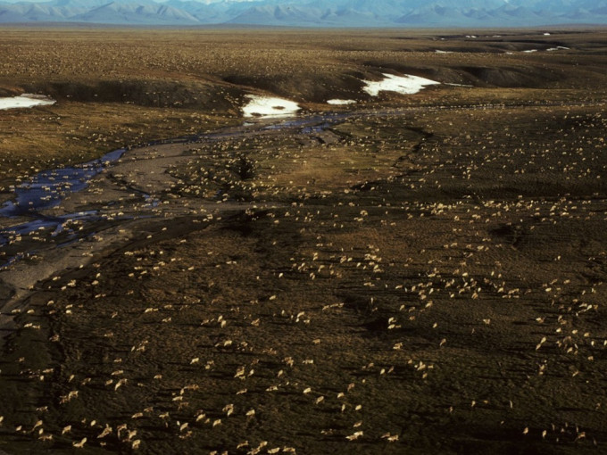 拜登政府宣布暂停阿拉斯加北极国家野生动物保护区的石油和天然气租赁权。AP图片