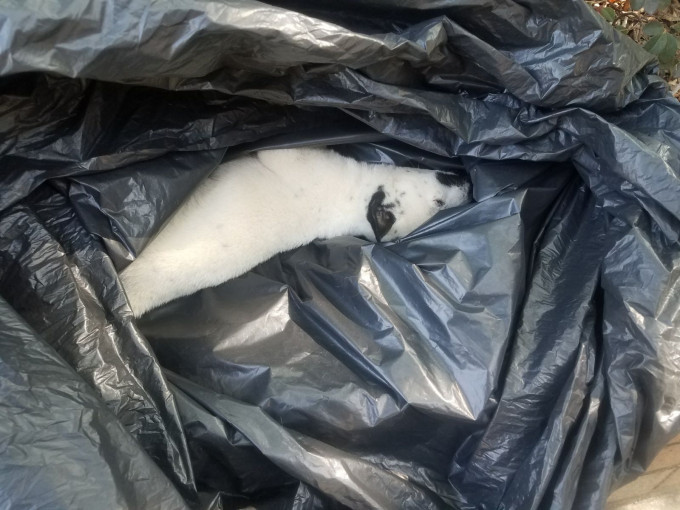 工作人員以膠袋包起狗屍。