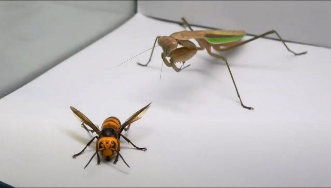 「杀人蜂」与螳螂共处一箱。网上图片
