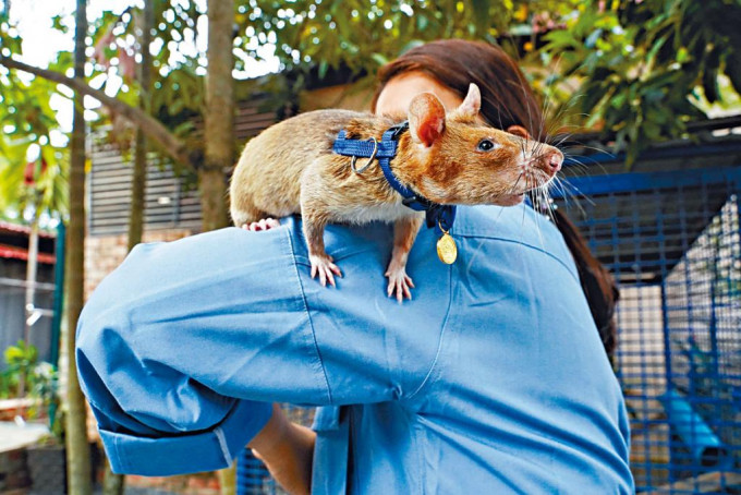 已退休的非洲巨鼠马加瓦，去年六月在APOPO慈善组织内。