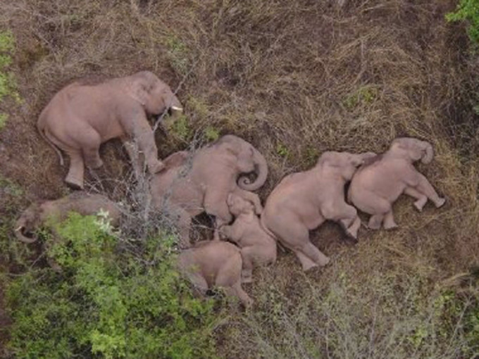无人机拍下野象群睡觉休息画面。