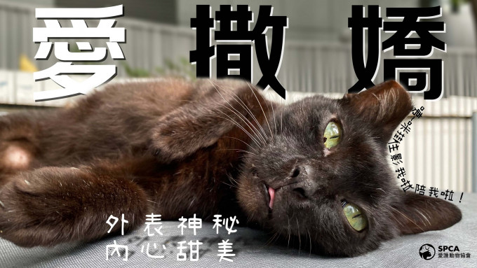爱协张贴总部附近一只黑猫的照片，呼吁市民同等地爱护黑猫。爱协FB图片
