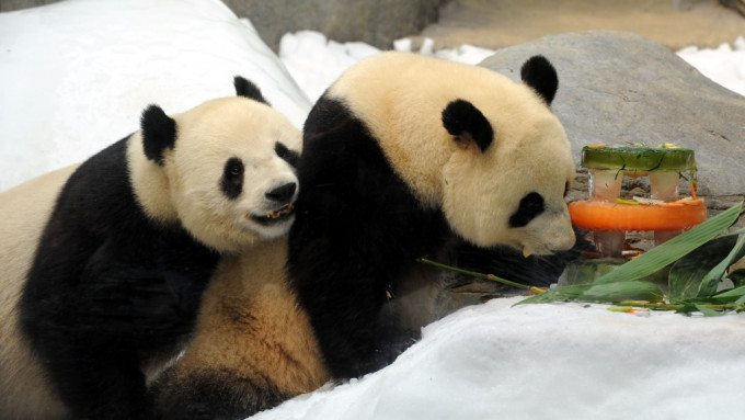 消息：楊潤雄數日內率團赴四川 商討大熊貓來港細節及籌備工作 包括命名（圖為「盈盈樂樂」）