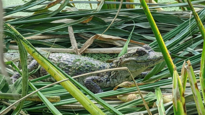 鱷魚趴在筊白筍田，農民報警求助。互聯網圖片