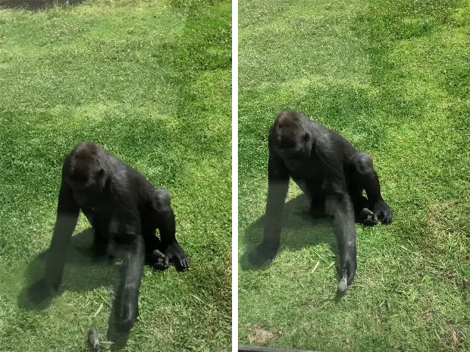 猩猩查看受伤小鸟状况。影片截图