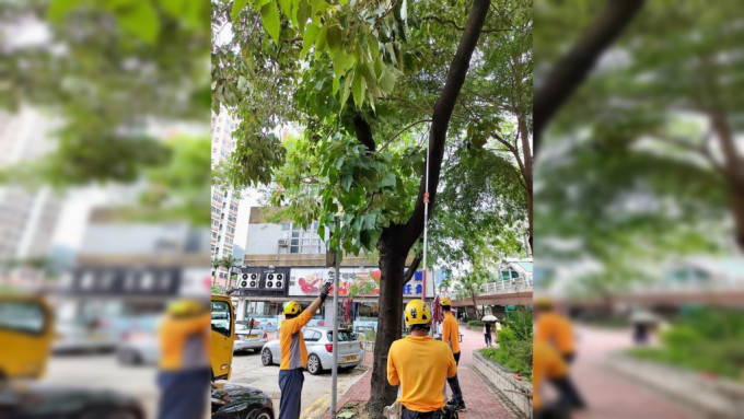 各樹木管理部門已完成上周颱風過後的特別巡查行動，處理超過960棵受颱風影響的樹木。發展局fb
