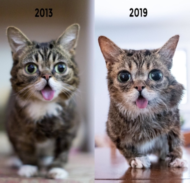 因天生殘障而吐舌的小貓Lil Bub離世。網上圖片