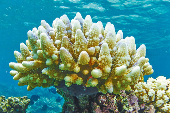 澳洲大堡礁呈現白化的珊瑚。