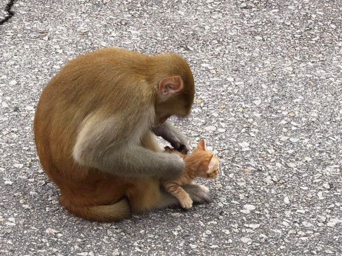 猴子捉了一只小猫当自己子女养育。网上影片截图