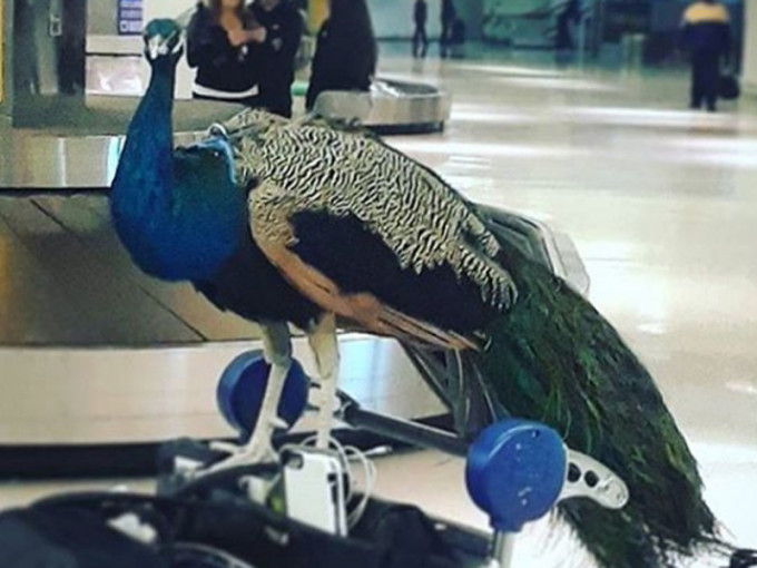 文蒂科帶同寵物孔雀德克斯特同行，被遭拒登機，在機場留影。（網圖）