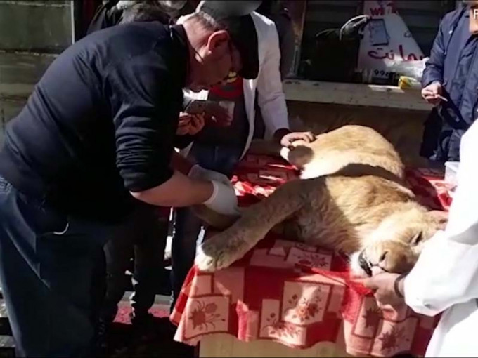 殘忍！動物園竟把獅子爪全部砍斷。（網圖）