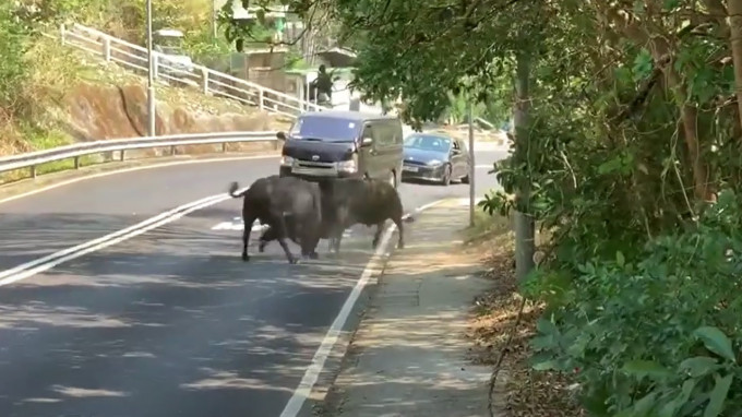 兩隻牛在馬路上開打。網上片段截圖