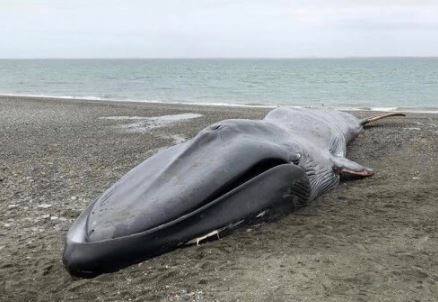 大型藍鯨身長約20公尺，擱淺在智利海灘。（網圖）