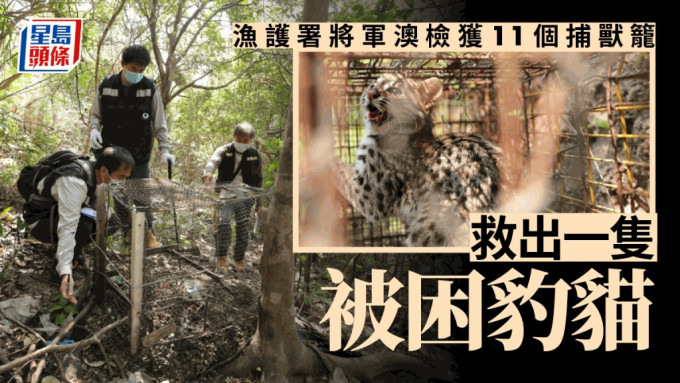 渔护署在将军澳检获11个捕兽笼，救出一只被困豹猫。政府新闻处图片