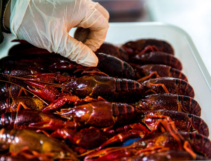 文章建議在農貿市場或大型商超等正規渠道購買小龍蝦。新華社資料圖片