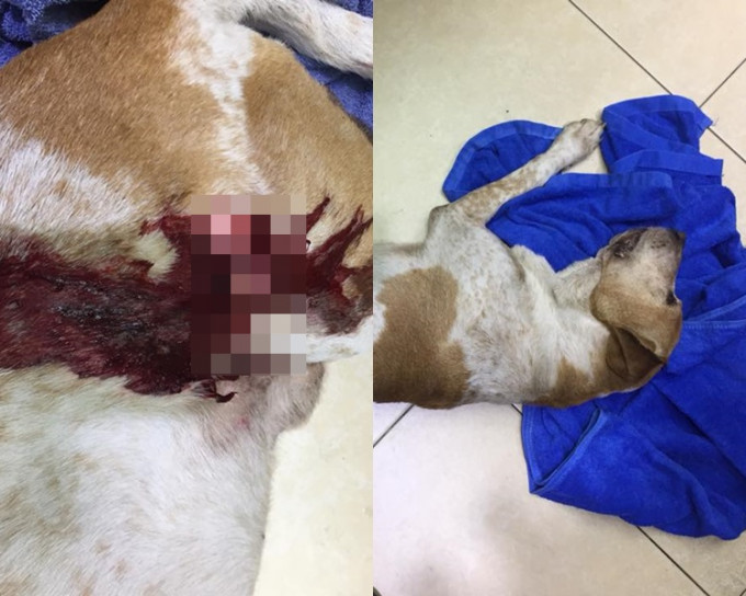 狗狗被车撞伤口深至见骨。网上图片