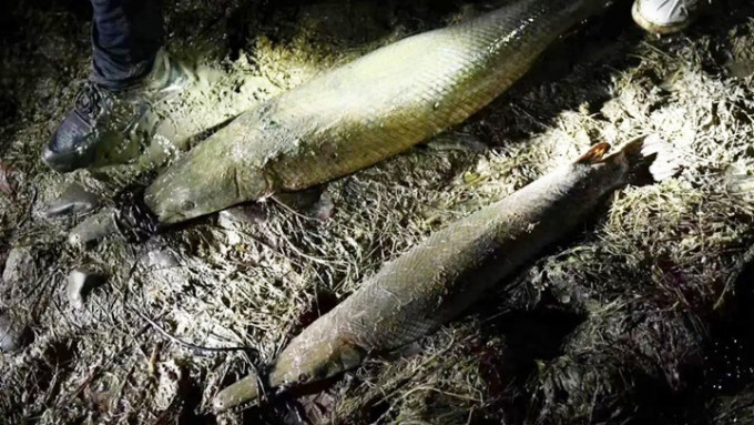 汝州云禅湖发现的「怪鱼」经抽水行动后已被捕获。网上图片