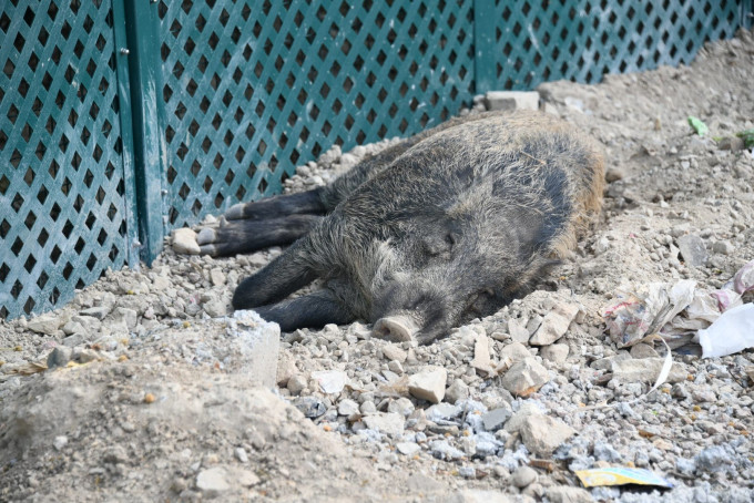 今早11时许，有5只野猪在海洋公园附近睡觉，警方指没有即时危险。