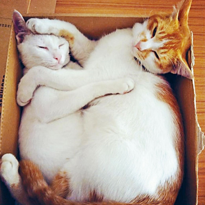 居于长洲警署的「警猫」「小白」（左）与「哈姆」（右）相拥午睡。