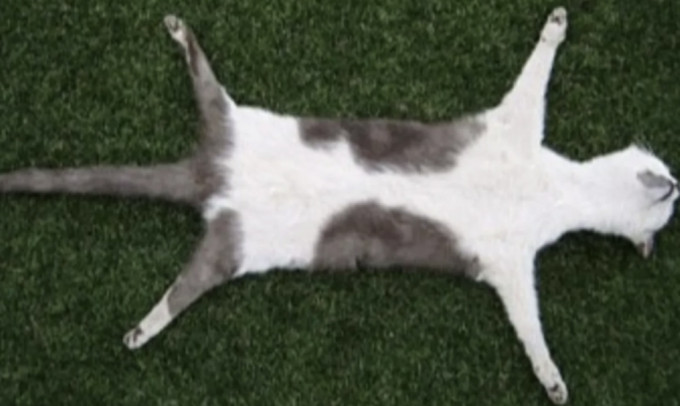 一位标本制作师在网路上贩售自己收集的「猫尸」地毯。