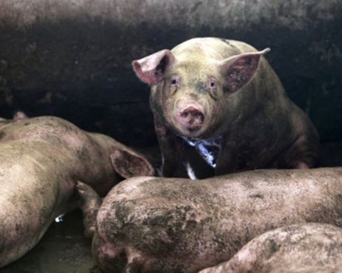 南韩会与北韩协商防非洲猪瘟。资料图片