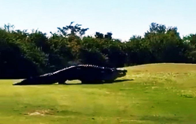 一隻名叫「丘布斯」（Chubbs）的4.5米巨鱷在佛羅里達州高爾夫球場內爬行。影片截圖