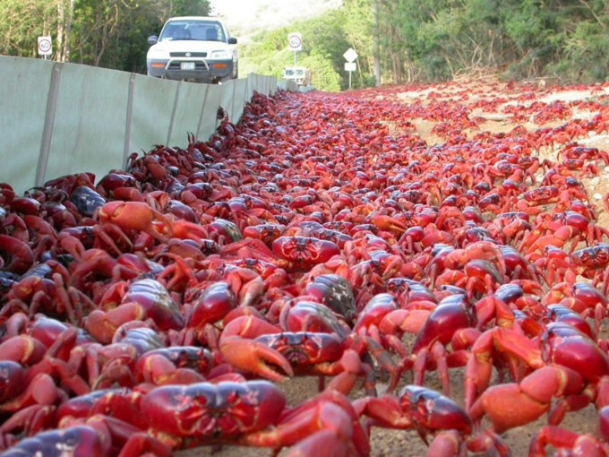 当局设立围篱，引导红蟹往经安全的道通爬向海边。互联网图片