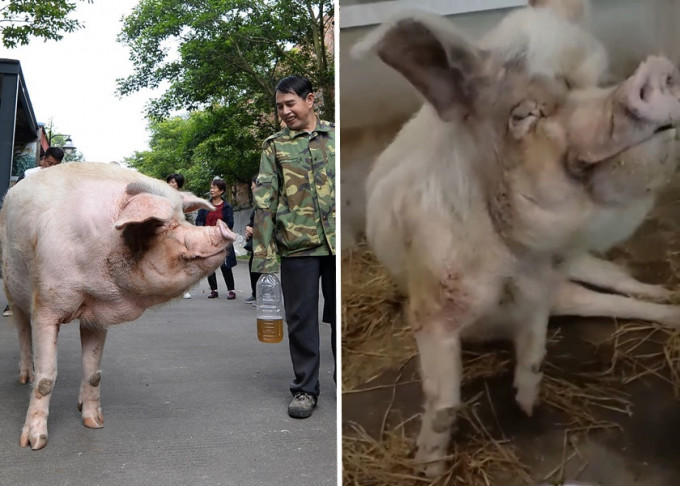 汶川大地震生还的猪坚强健康转差，饲养员指它已相当于100岁的人类。