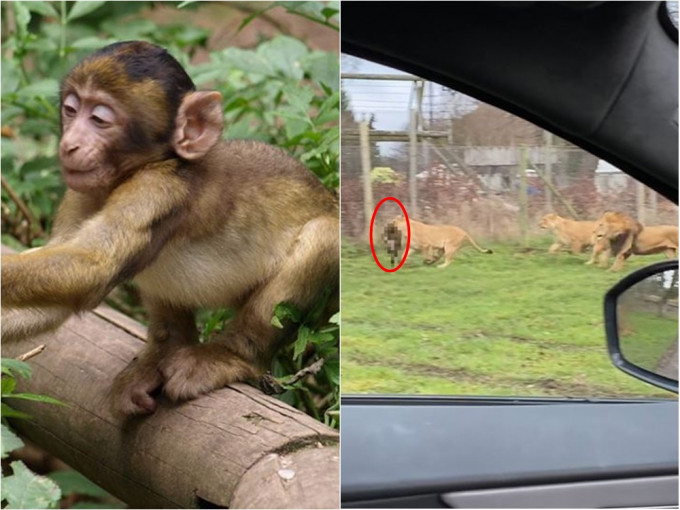 蘇格蘭一隻獼猴誤闖獅子園區，慘遭分屍。網圖