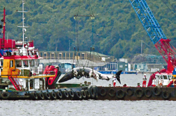 渔护署及海洋公园专家租用趸船，将鲸鱼尸体拖往西贡万宜水库西坝对开吊起。