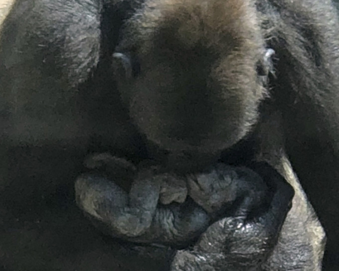 22歲西部低地大猩猩「莫卡」(Moka) 今次誕下第三胎。AP